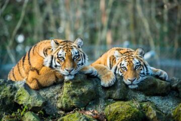 Delhi Agra Jaipur Ranthambore 7 Days Golden Triangle Tour